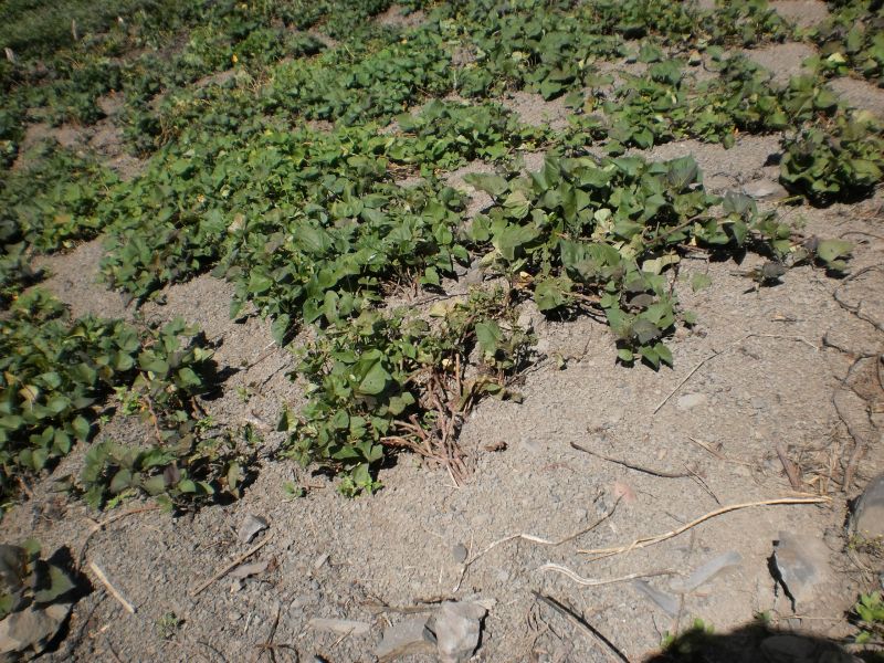18_ch_takhle_rostou_sladké_brambory.JPG