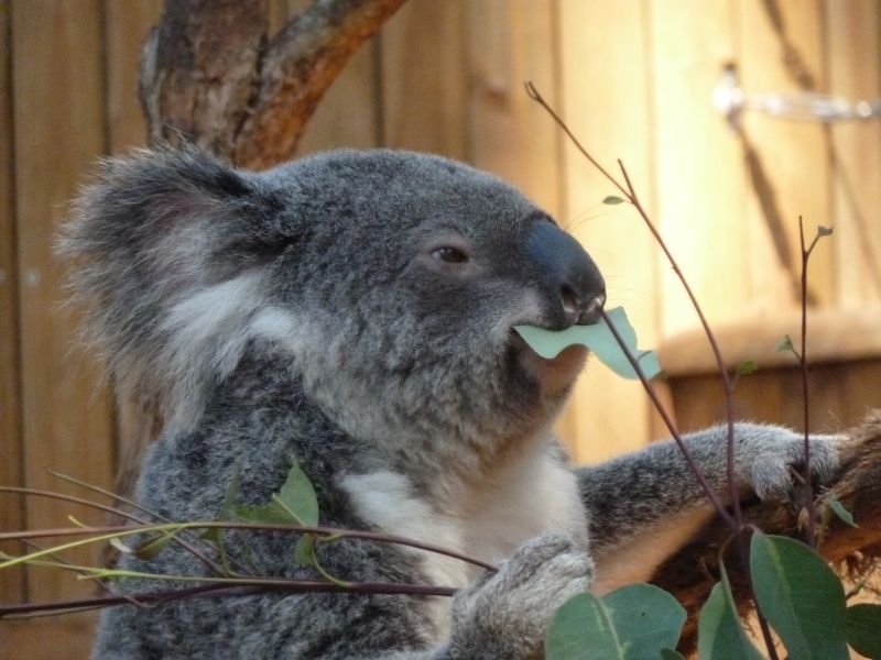 97_a_zoo_-_roztomilý_koala.JPG