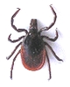 kliste