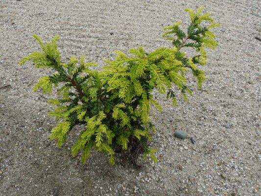 P1070217.JPG