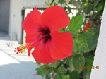 150ibišekIMG 0375