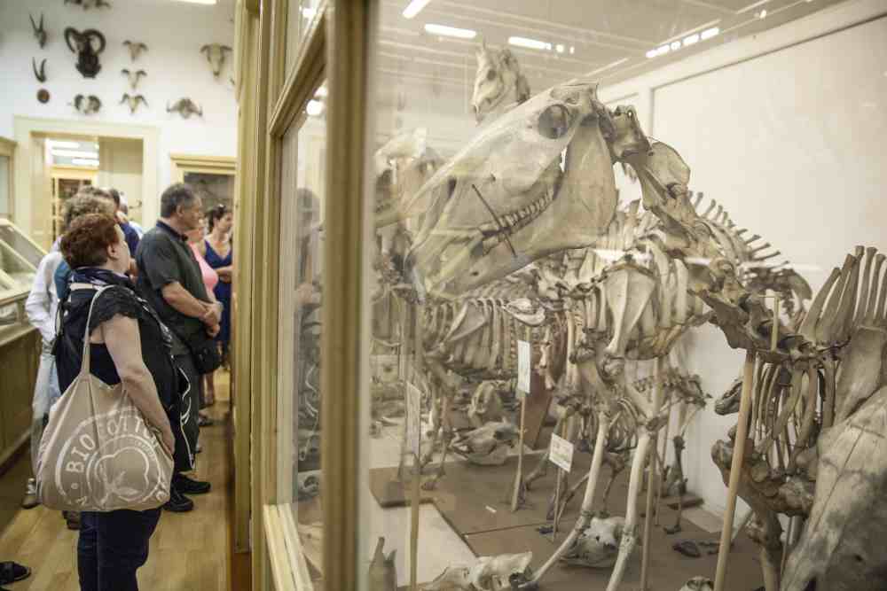 Anatomicke muzeum zdroj 1 LF UK
